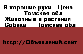 В хорошие руки › Цена ­ 1 - Томская обл. Животные и растения » Собаки   . Томская обл.